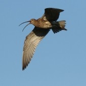 Time and Space for Curlews