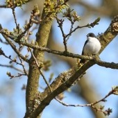 My Favourite Yorkshire Birding Day 2025 - Richard Baines