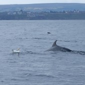 Seabird & Whale Boat Trips Mid - End of August 2026
