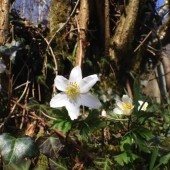 What To Look Out For - Flowers in March