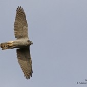 Birding Discovery Days – Highlights of the Year 2022