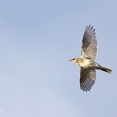Fieldfares in April