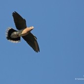 Turtle Doves Return to North Yorkshire