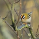 Migration Magic on the Great White Cape