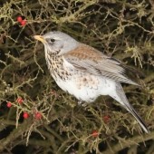 Brushes with Thrushes - Yorkshire welcomes Vikings!
