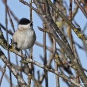 Birding the Cleveland Way – Cold Kirby to Kepwick