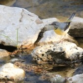 Birding The Cleveland Way – Kepwick to Osmotherley