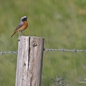 Birding The Cleveland Way – Osmotherley to Lordstones