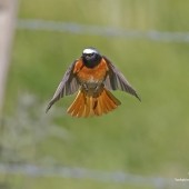 The Firetail and the Nettle Bed