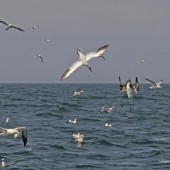 Seabird and Whale Trips off to a Flyer