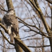 Goshawks of Berlin 2025 - YCN Trip Report