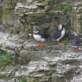 Getting into the Puffin Groove