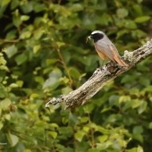 Firetail Safaris – May and June 2025