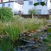 British Wildlife Magazine Review 'The Rarity Garden'