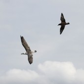 YCN Wildlife & Birding Trips - September 2025