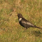 Check your Blackbirds!