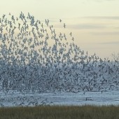 Outstray Waders - 25/11/25
