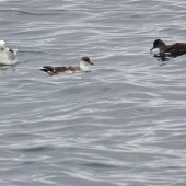 My Favourite Yorkshire Birding Day 2025 - Jono Leadley