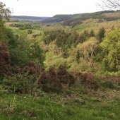 Nick Carter Birding Day client review 2014