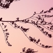 Mac from Hull, Nightjar Safari client review 2019