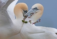 Seabird Photography Experience Gift Voucher