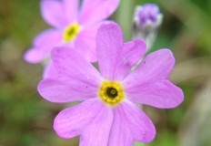 Wild Flower Discovery Walks