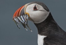 Wildlife Photography For Beginners Gift Voucher