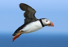 Puffin Safaris 2026