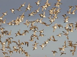 Birding Discovery Day - Winter Wetlands 2026/27