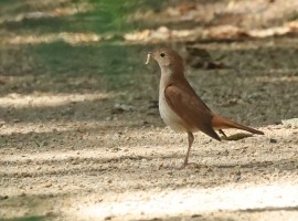 Norfolk Birding - April 2027