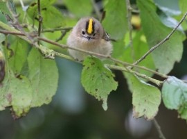 Birding Discovery Day - Flamborough Headland Migration Specials 2027