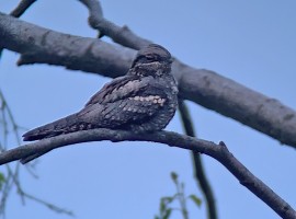 Nightjar Safaris - North York Moors National Park 2027