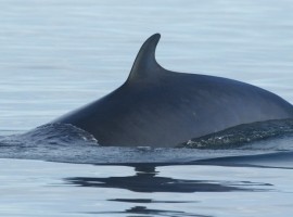 Seabirds And Whales A Yorkshire Adventure 2027