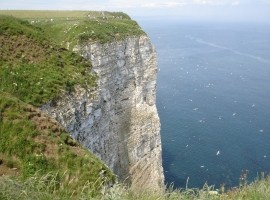 Bempton Cliffs RSPB Reserve