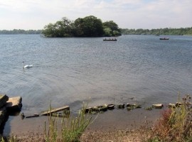 Mute Swan Hornsea by Steve Race
