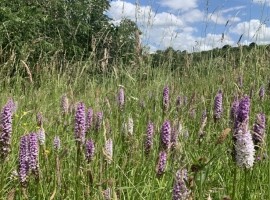 Wild Flower Walks: Flowers & Wildlife on a Lowland Farm