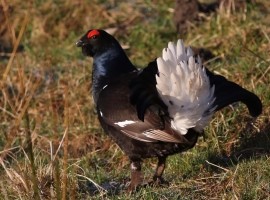 Black Grouse Birding Safari - Autumn 2025