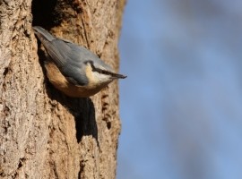 Bird Sound Safari - Forests 2026