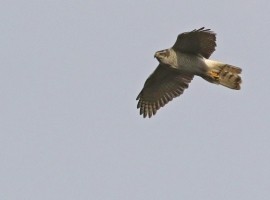 Goshawk Birding Safari - Spring 2026