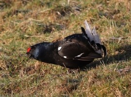 Black Grouse Birding Safari - Spring 2026