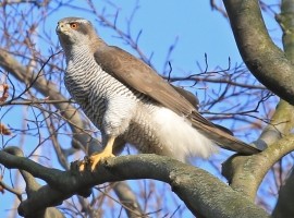 Goshawks of Berlin 2026