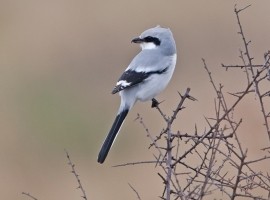 Spurn Birding Holiday - Autumn Migrants 2026