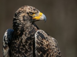2026 Birds of Prey Photography Experience