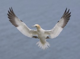 2026 Birds in Flight Photography Workshop