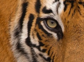 2026 Tigers of India Photography Tour