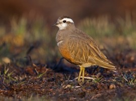 2026 Moorland Birds Photography Experience