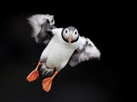 2026 Seabird Photography Experience