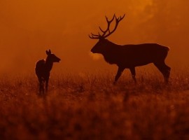 2026 Deer Rut Photography Experience