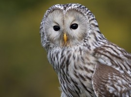 2026 Owl Photography Experience