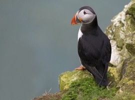 2026 Wildlife Photography For Beginners Workshop